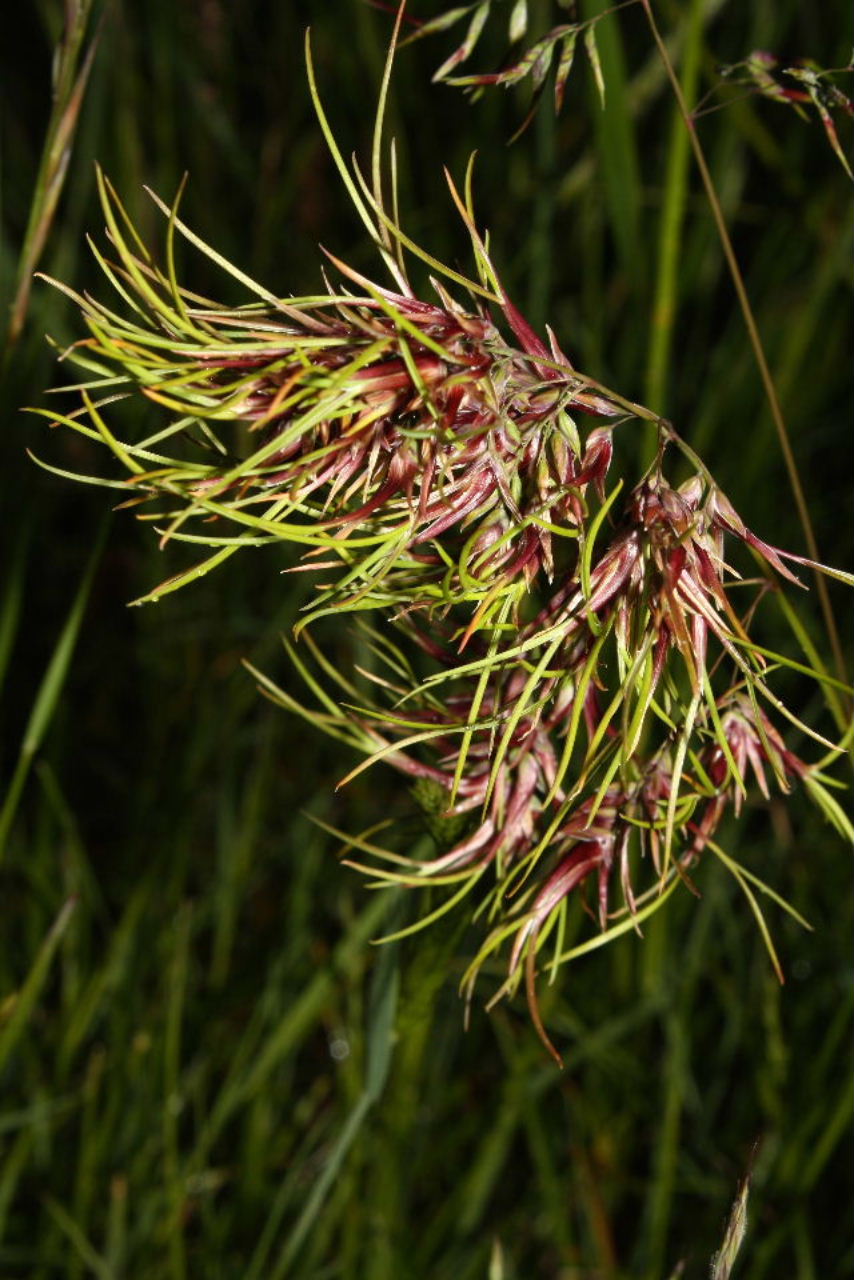 Poa bulbosa, forma vivipara
